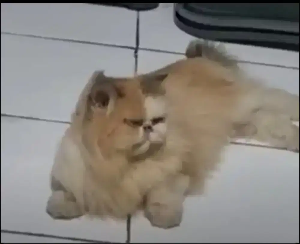 Kucing Peaknose Betina Murah