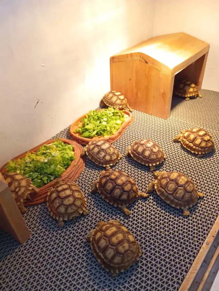 KURA KURA SULCATA 6 CM
