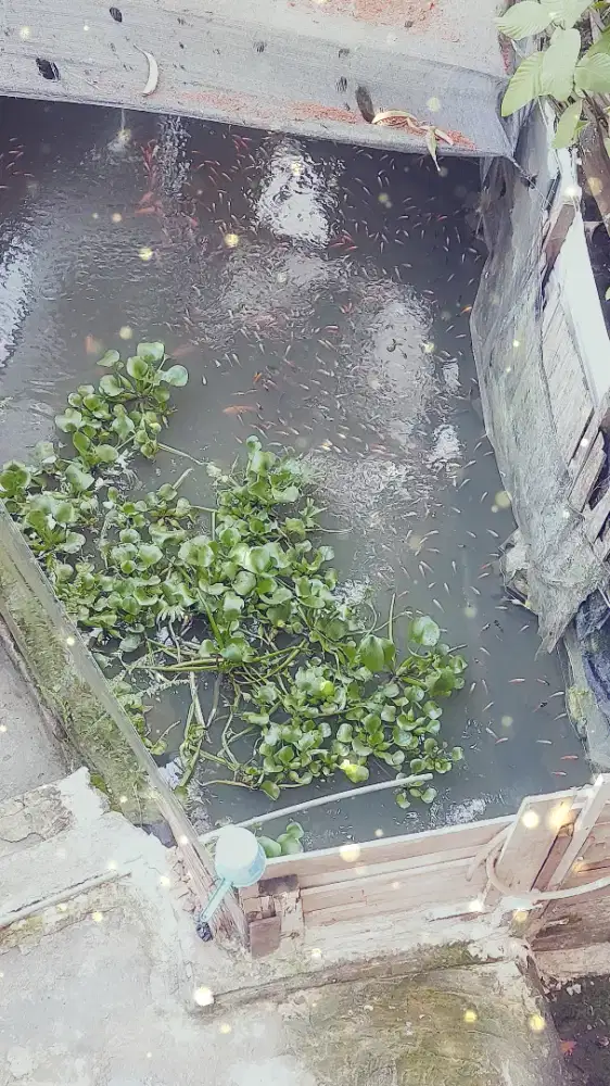Ikan nila Bangkok