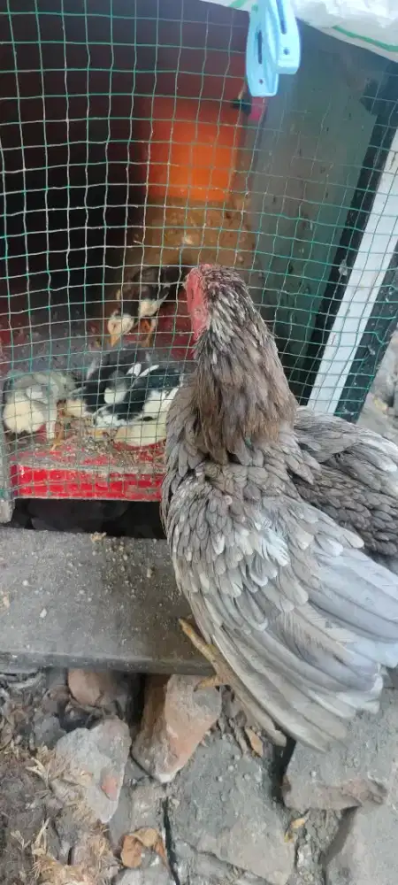 Anak ayam siam calon klabu rawis emas / wiring kuning