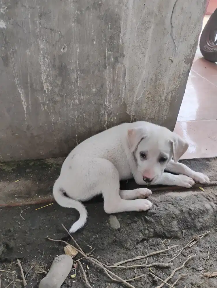 Dijual cepat anak anjing kampung usia 2 bulan