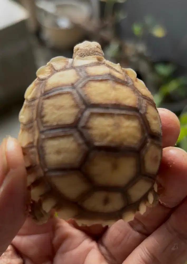 Sulcata size 5.5-6 warna cerah bulat