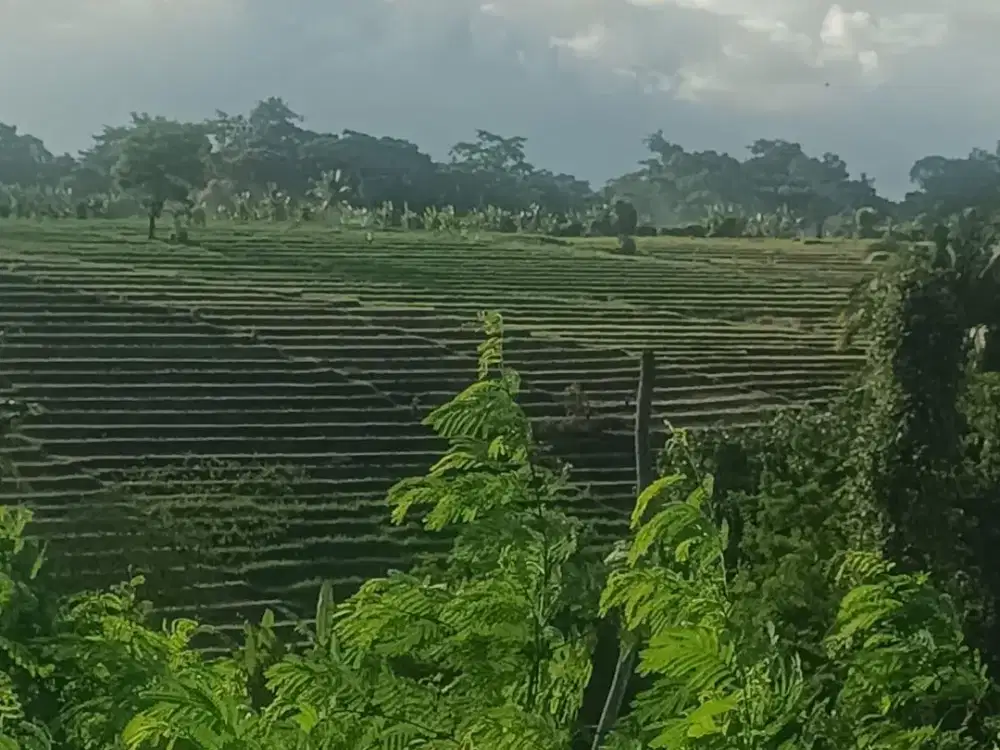 Tanah view sawah Greenlot munggu