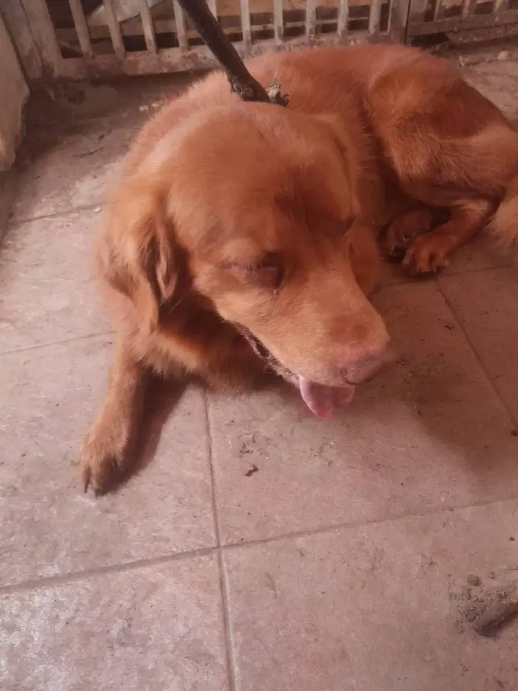 Anjing Golden Retreiver Mix
