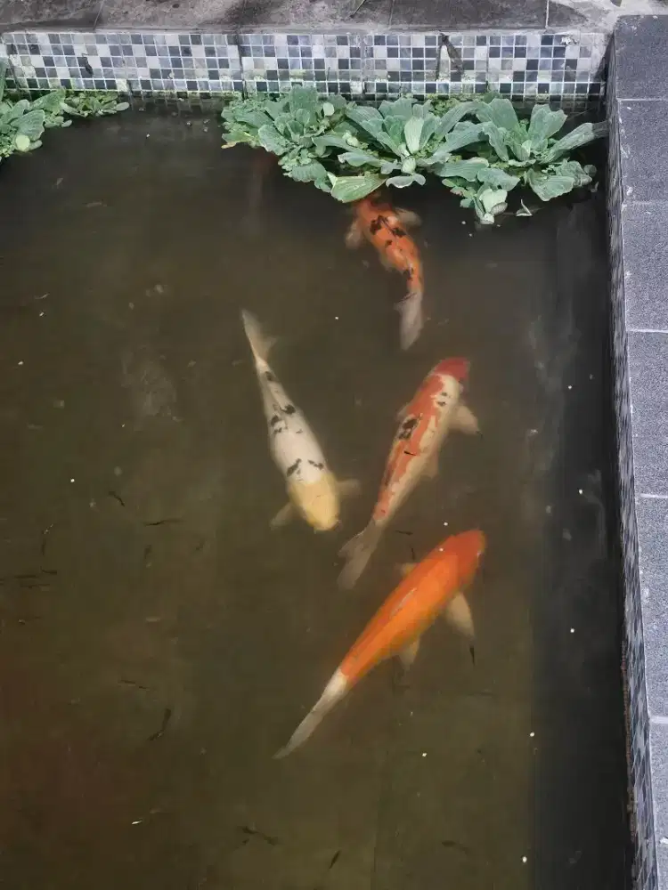 Ikan Koi Berkualitas 55cm 4 Ekor Borongan