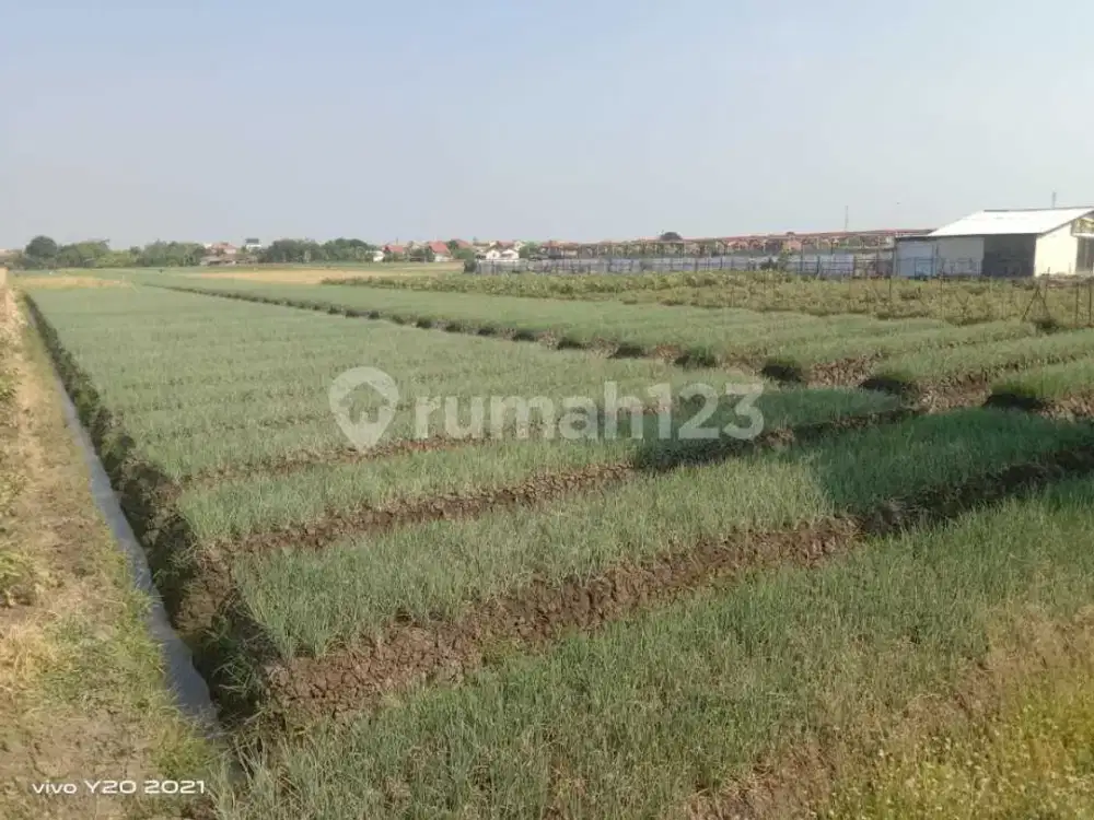 Tanah Sawah Daerah Pasar Batang Dekat Kantor Pemda Brebes