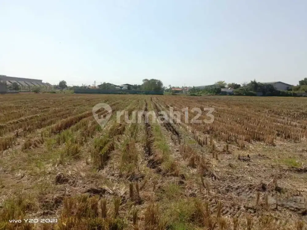 Tanah Sawah Cocok Untuk Perumahan