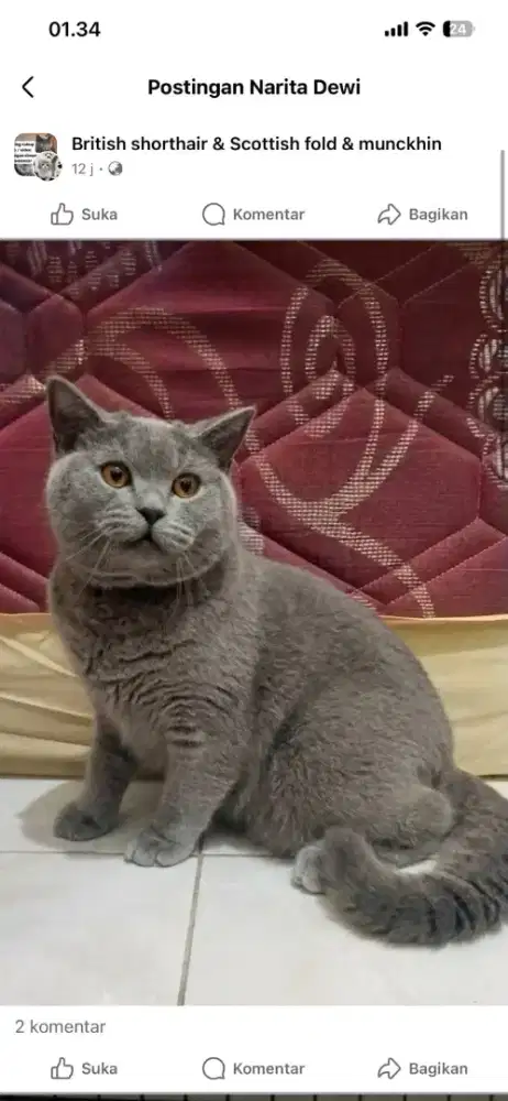 Bsh Jantan 8 bln