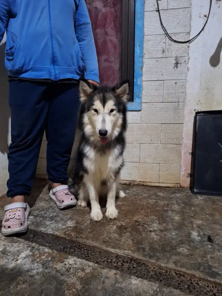 ALASKAN MALAMUTE BETINA