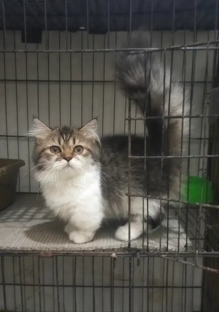 Munchkin minuet betina