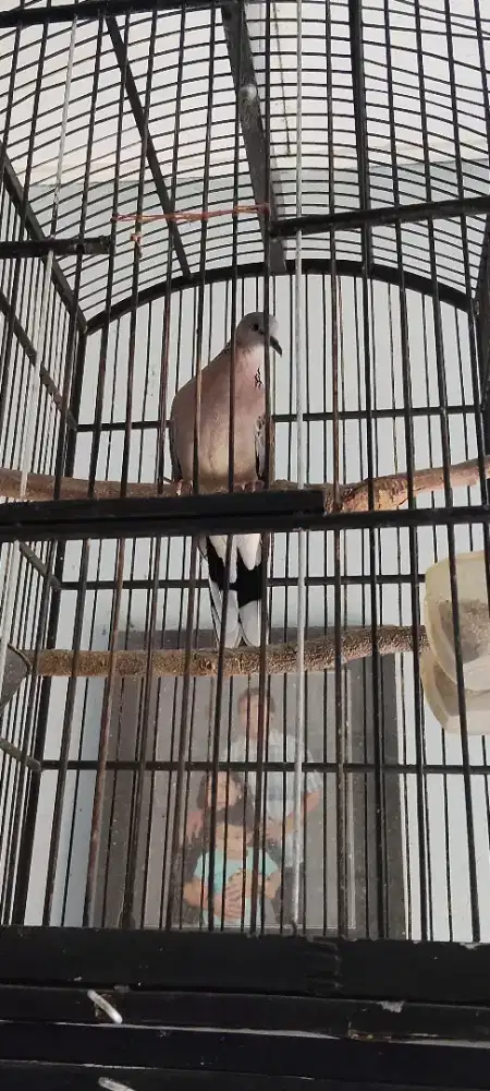 Derkuku lokal kuk 4,5..