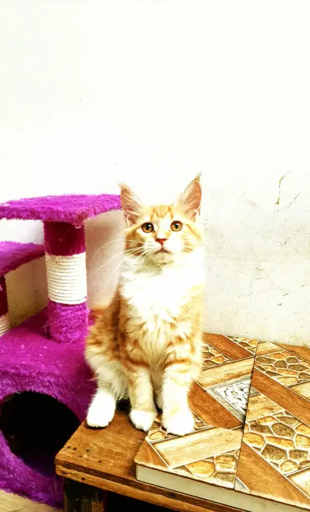 Kitten MaineCoon Betina Pure. Induk ped Cfa Maine Coon