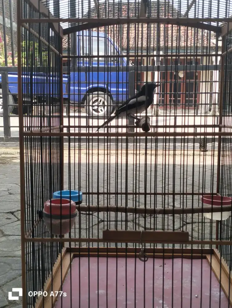 Jual burung Kacer dada putih
