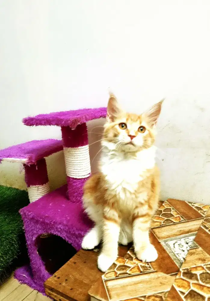 Kitten MaineCoon Betina Pure no mix.