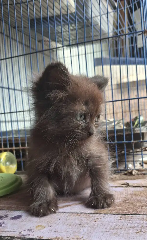 Adopsi kucing himalaya hitam