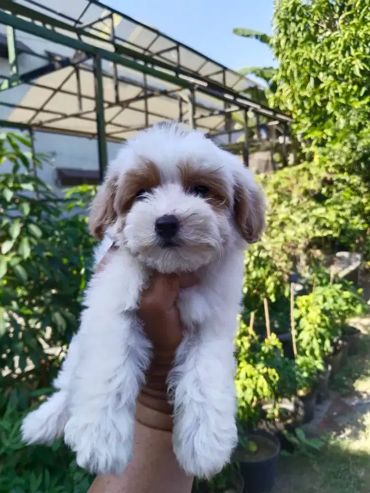 Anak anjing maltipo