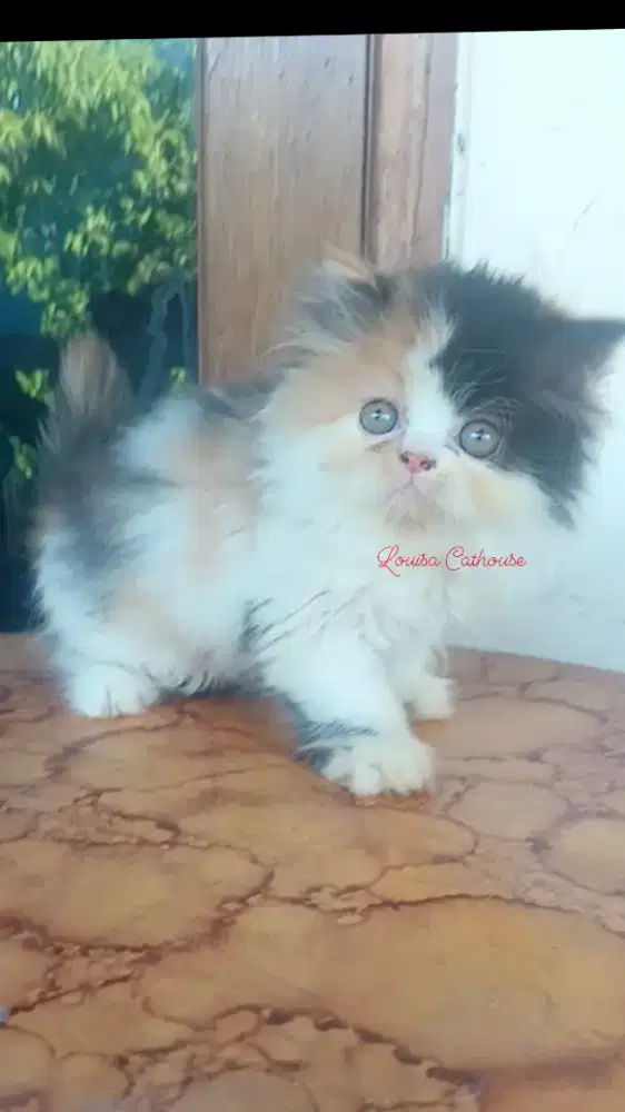 kucing persia gimbul