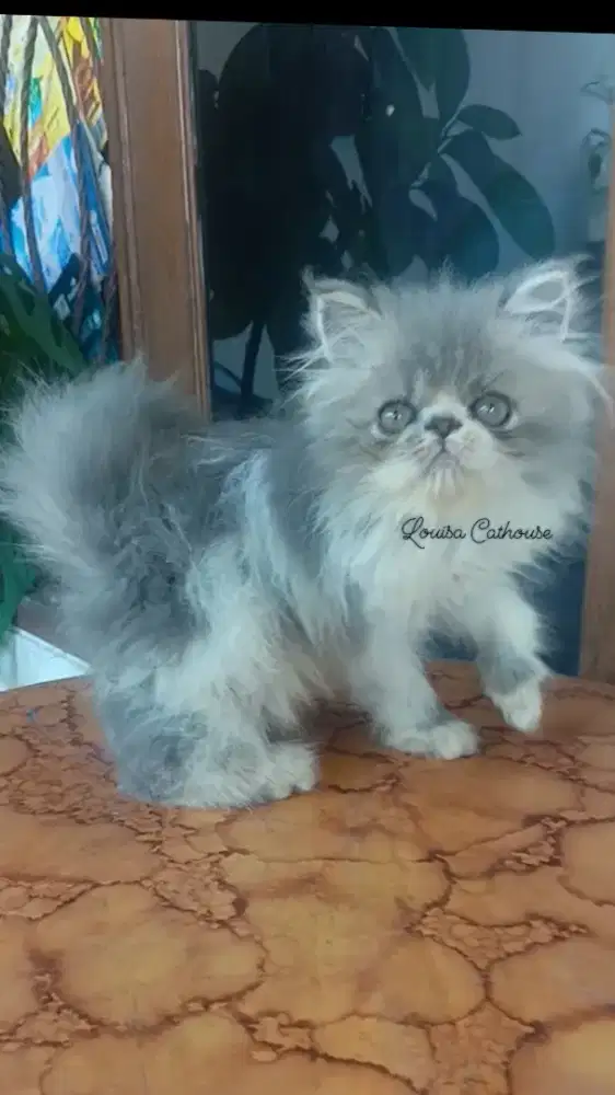 kucing persia peaknose