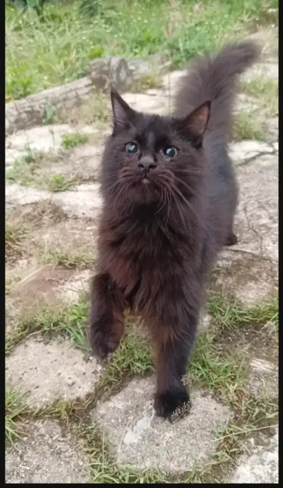 Kucing mainecoon