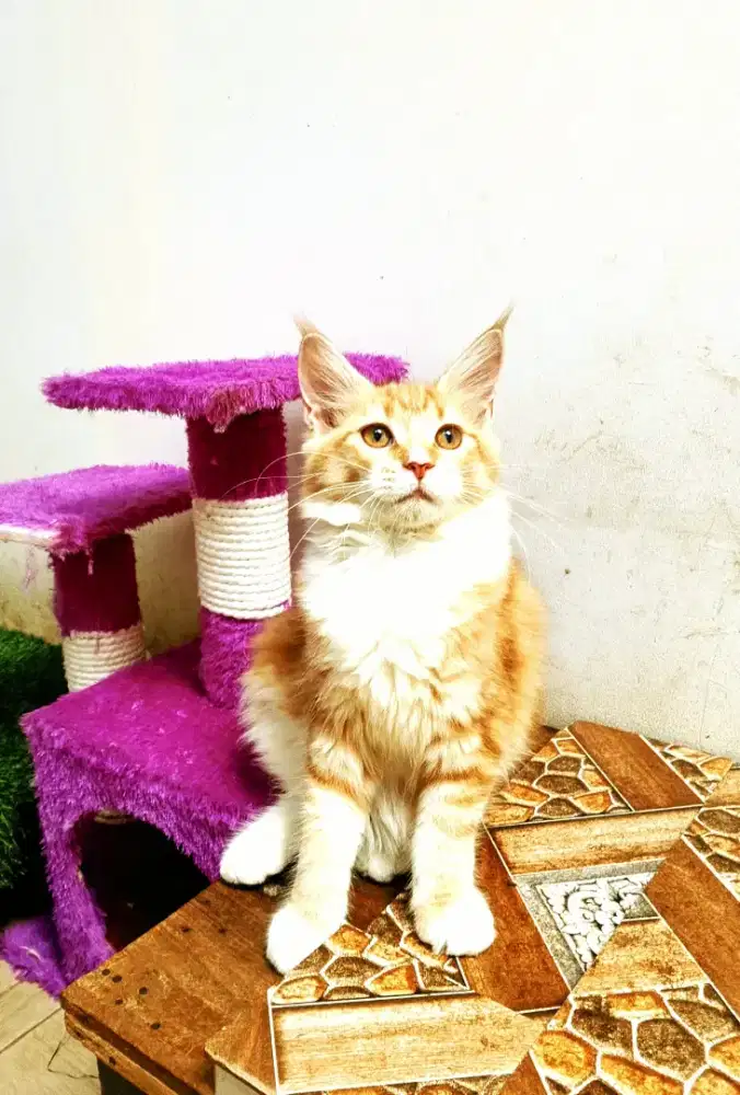 Kitten MaineCoon Betina Pure No mix. Induk show quality