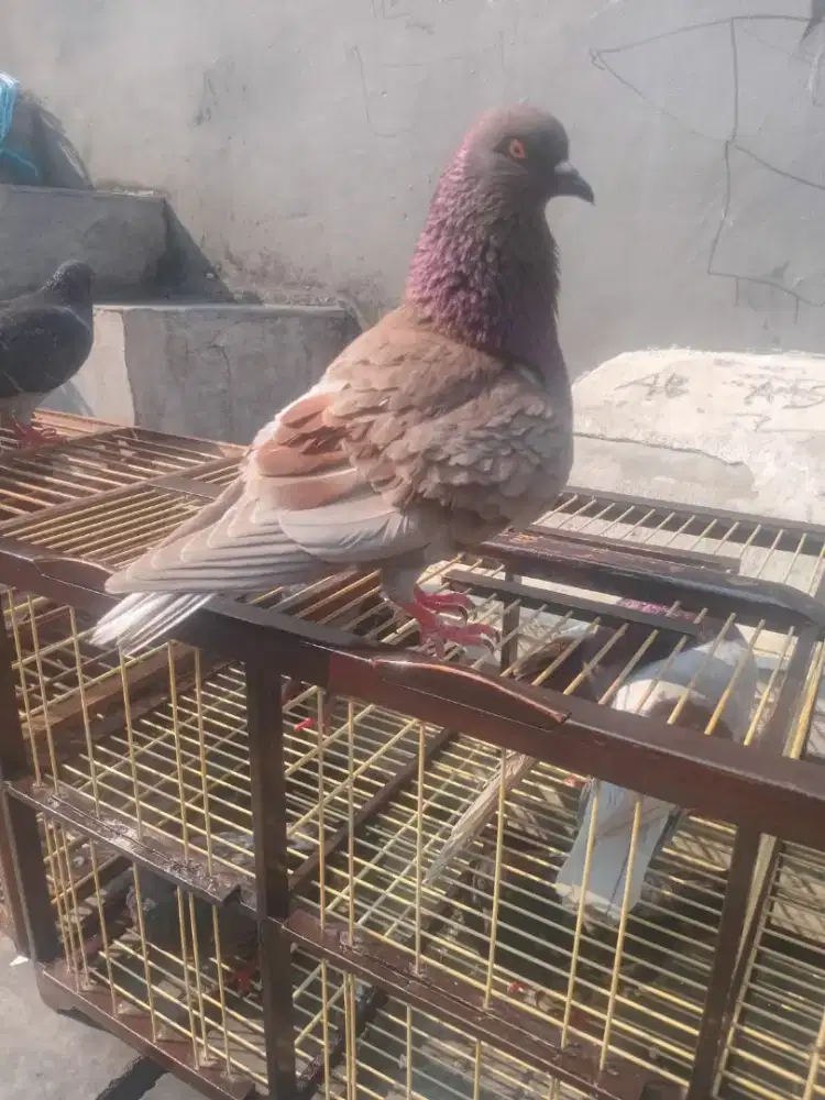 Merpati sepasang