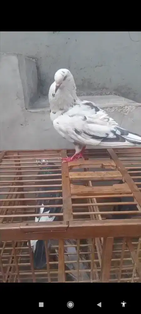 Merpati sepasang