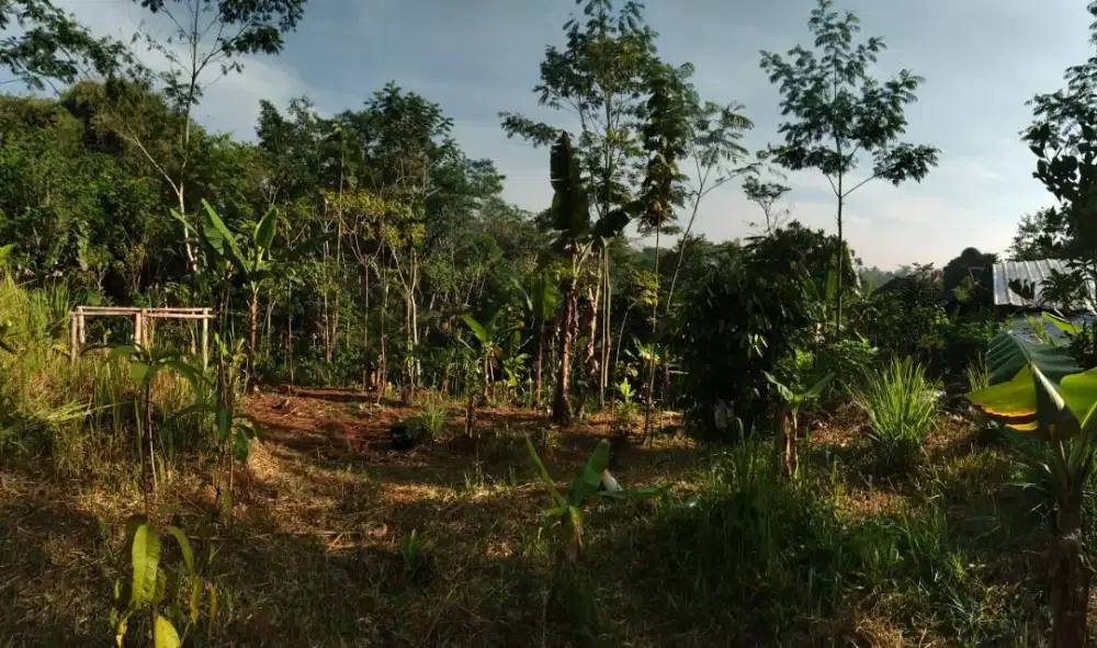 Dijual Tanah Kebun Pribadi
