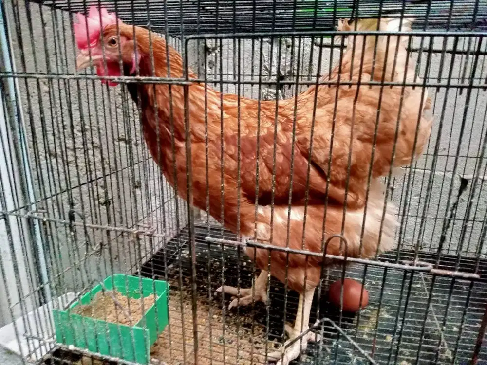 Jual Ayam Petelur