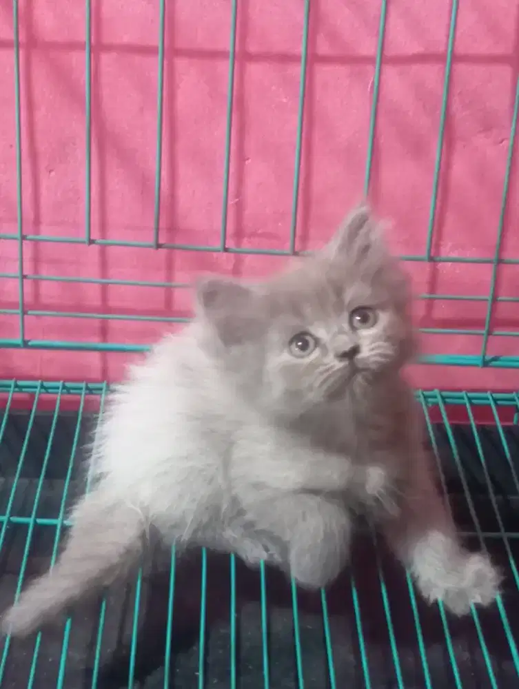 Kucing persia kitten betina warna unik