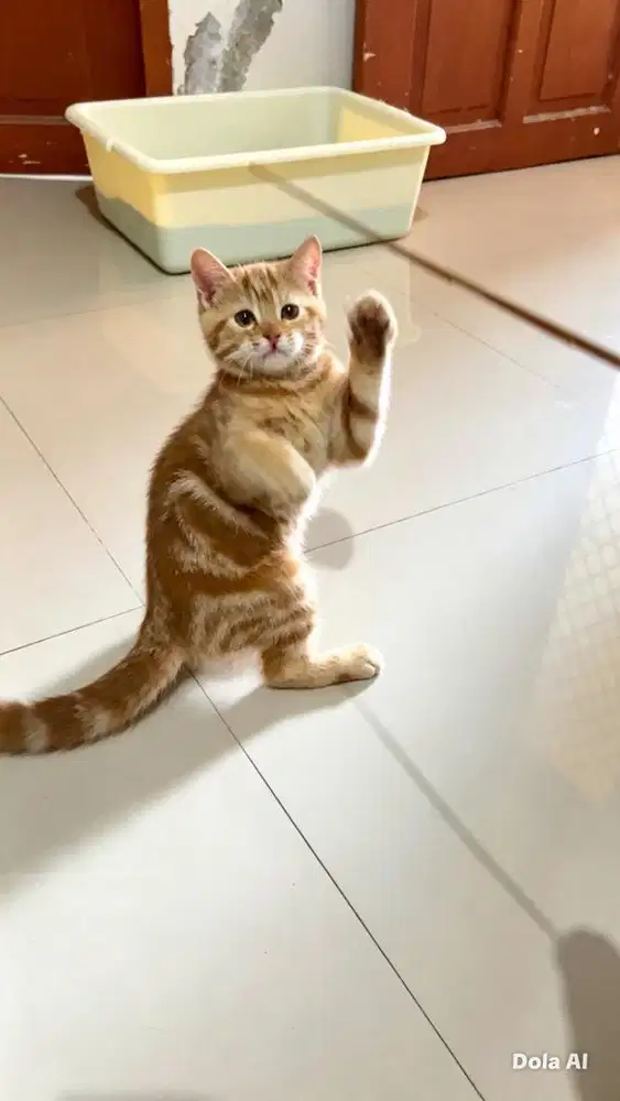 Munchkin NS Carrier Cinnamon Tabby mix BSH