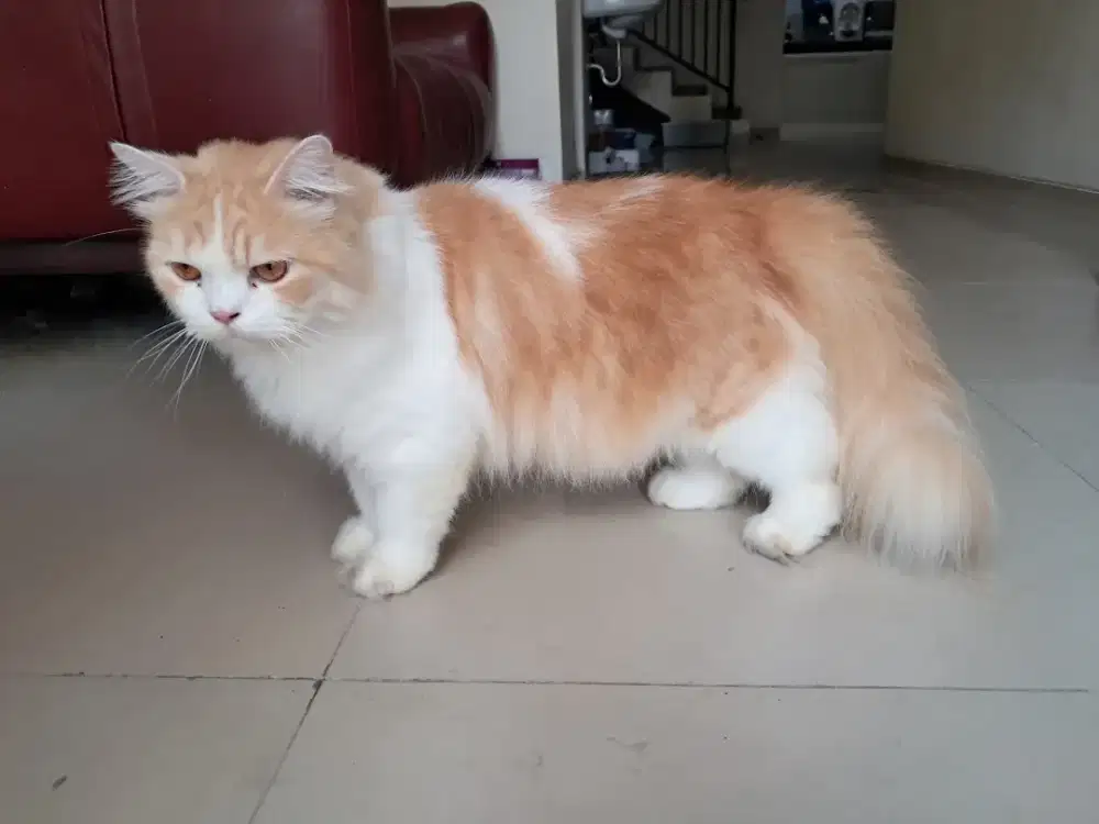 Kucing dan tempat kuncing lengkap