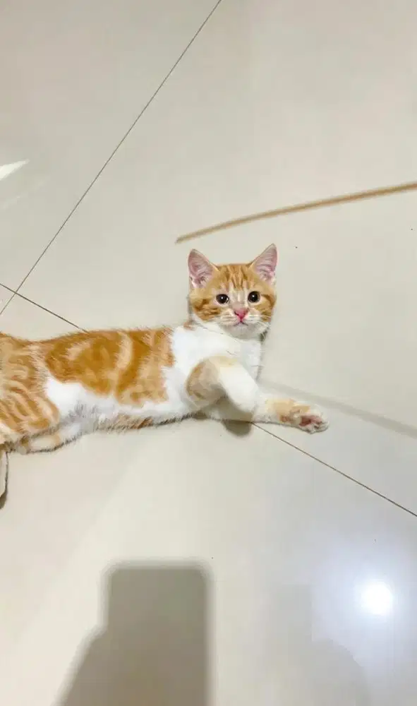 Munchkin NS mix BSH Red Tabby