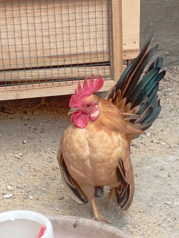 Ayam Serama ORI selam