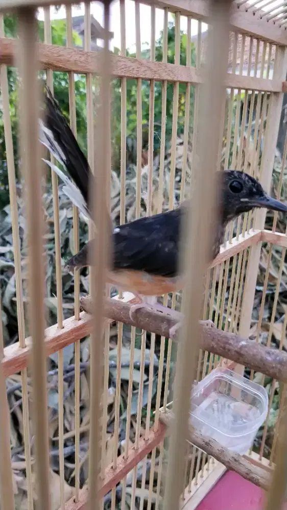 burung murai batu trotol jantan fullset