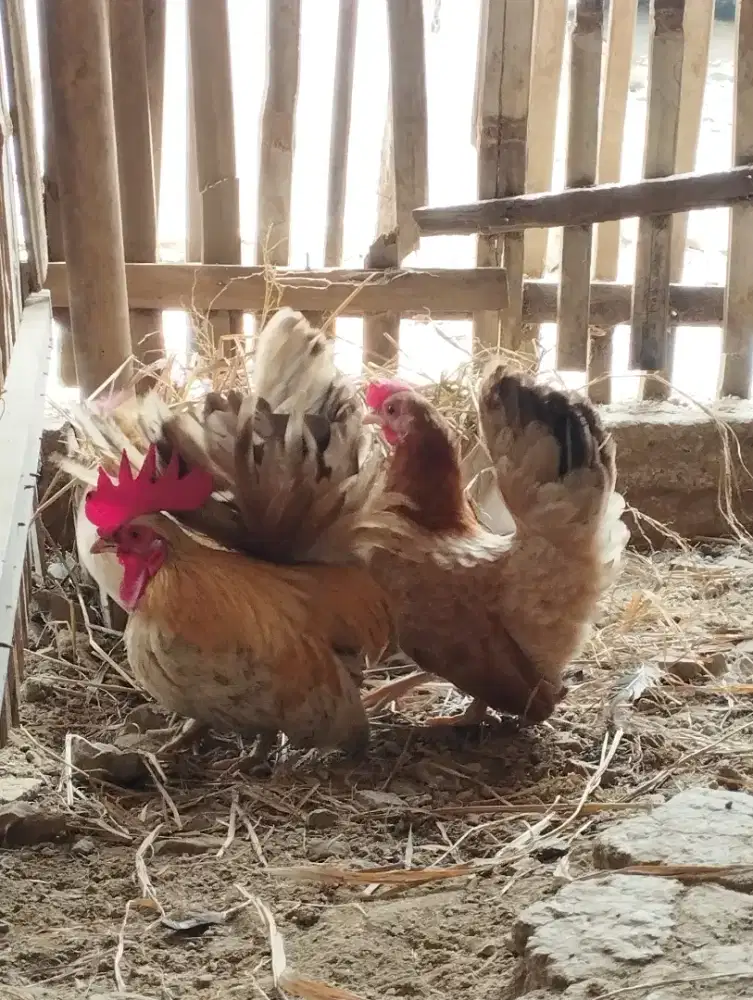 Ayam Kate siap produk