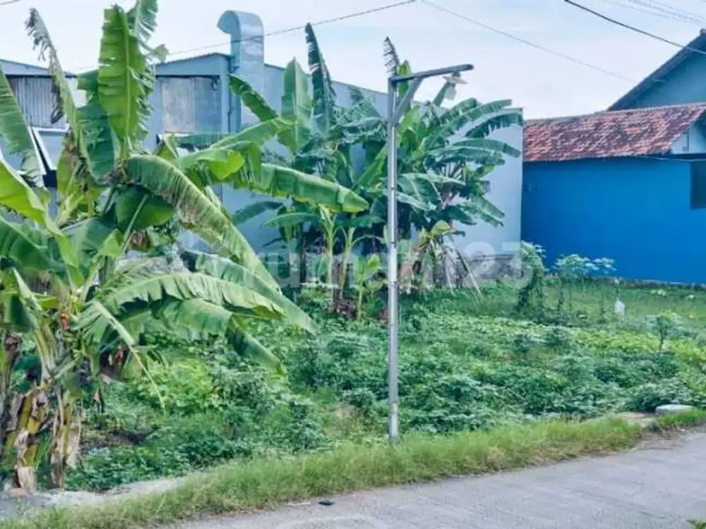 Tanah di Daerah Pantura Tegal Petarukan Dekat Kawan Industri