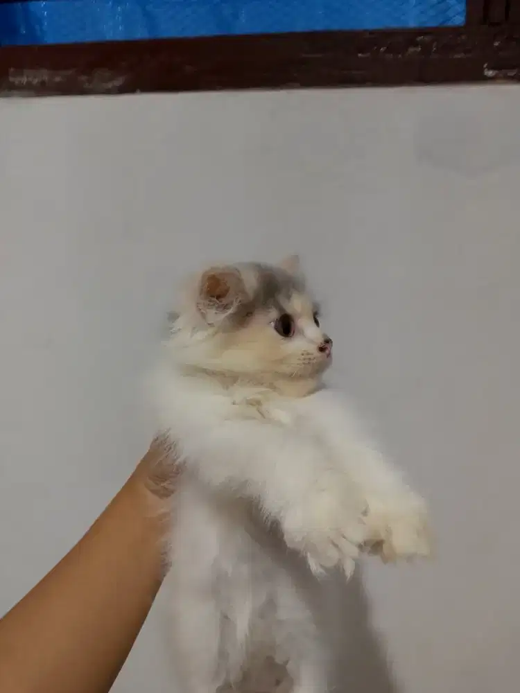 Kucing Anggora Medium