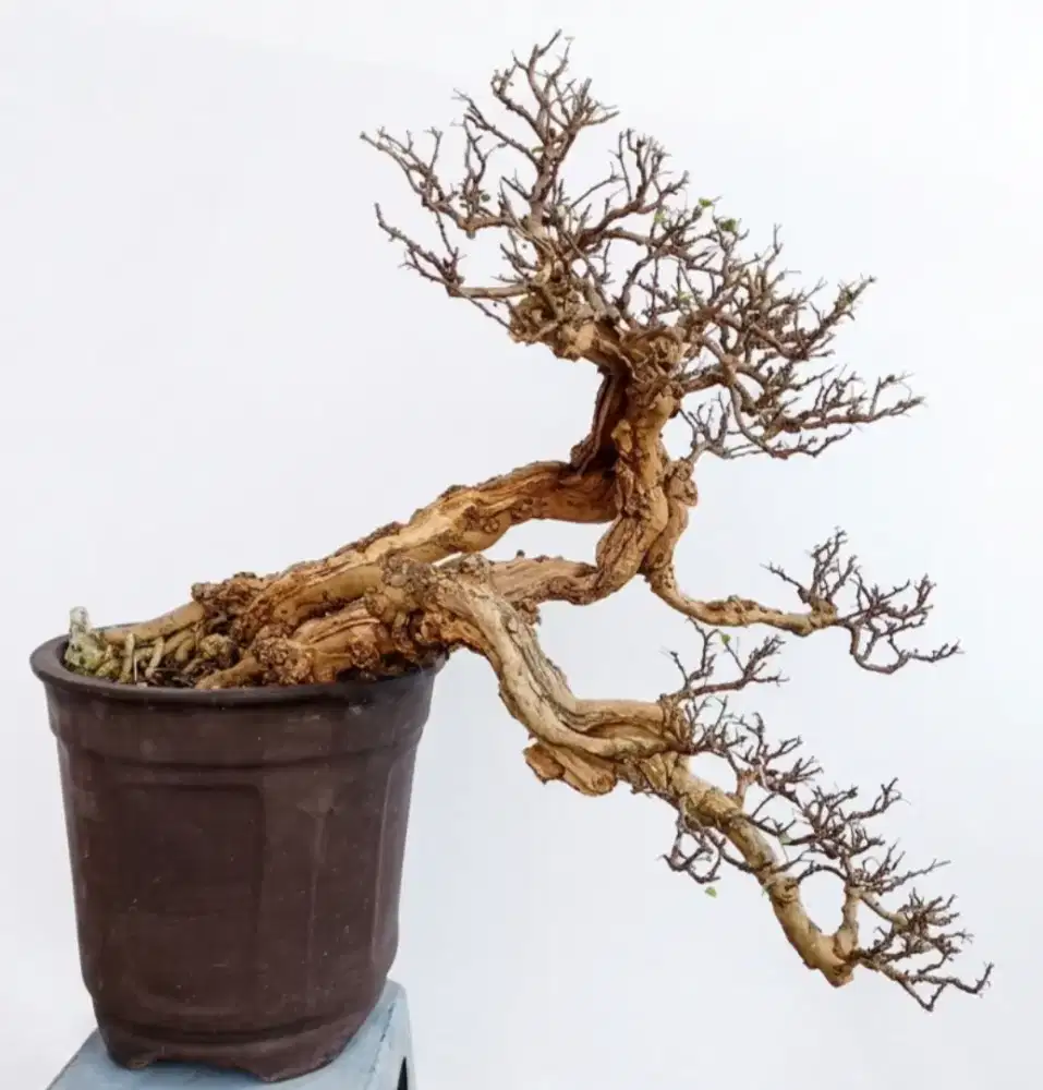 Bonsai ileng ileng siap tampil