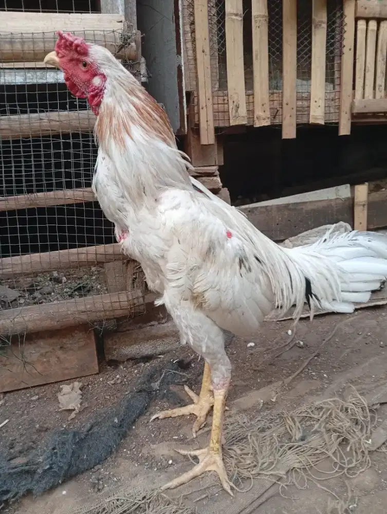 Janggaran 5 bulanan