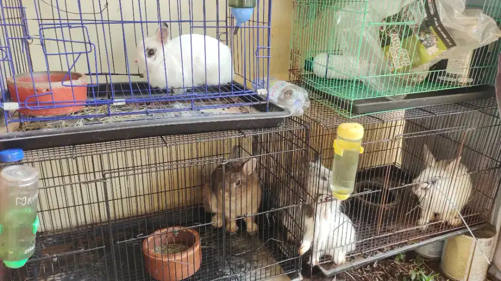 Dijual 6 kelinci ND murah