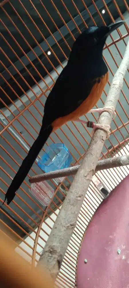 Jual murai batu