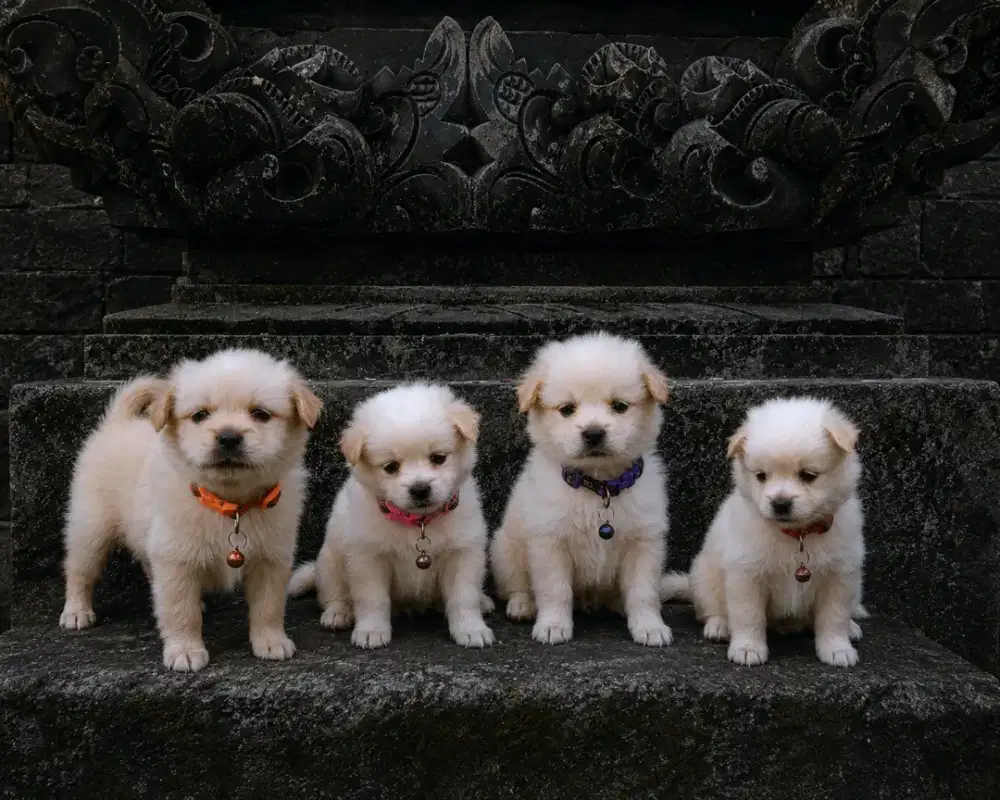 Anjing mix ras kecil