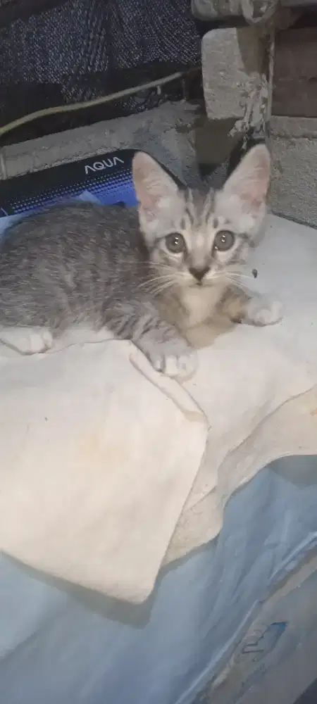 Kitten Persia mix dom