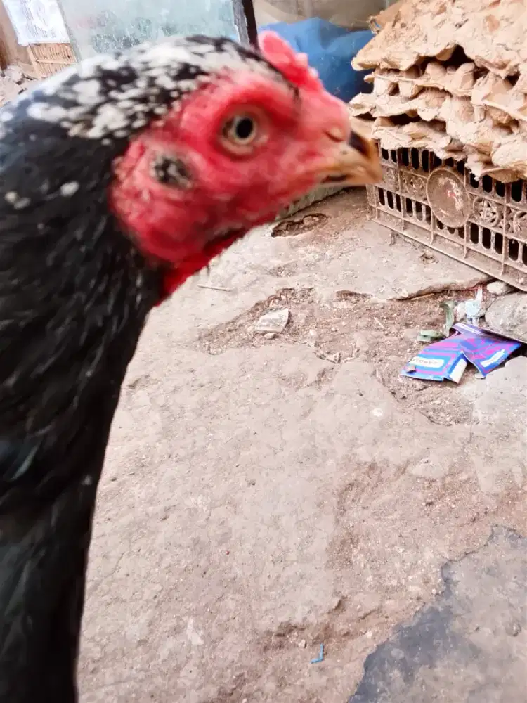 Ayam Bangkok biang murah