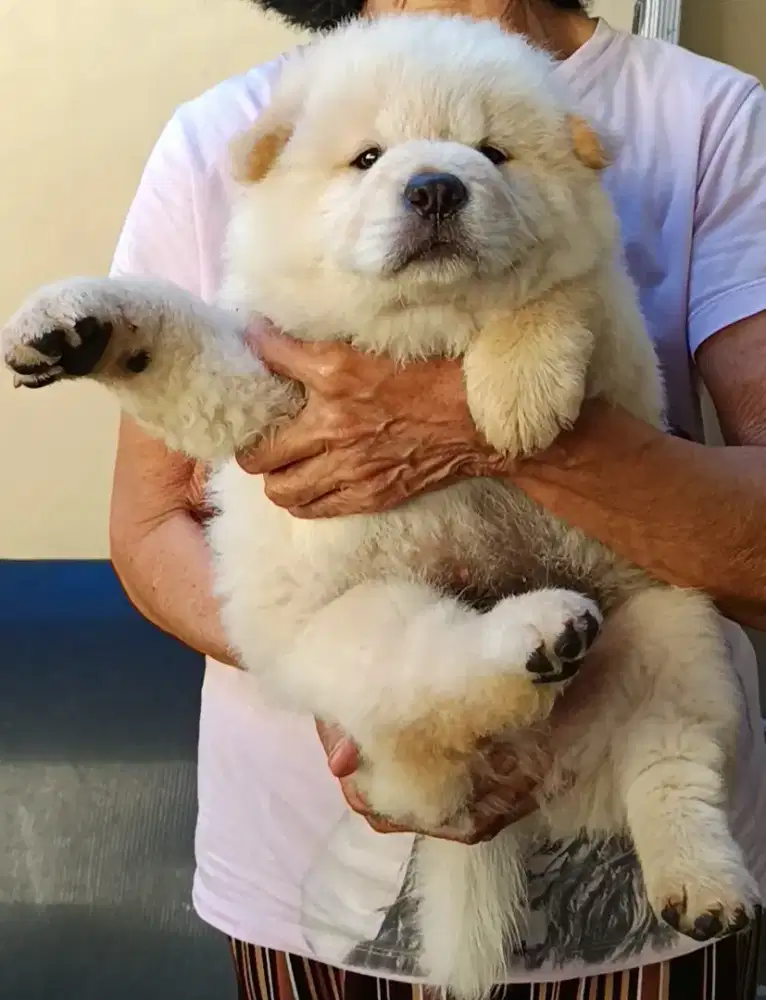 Chow chow jantan puppy