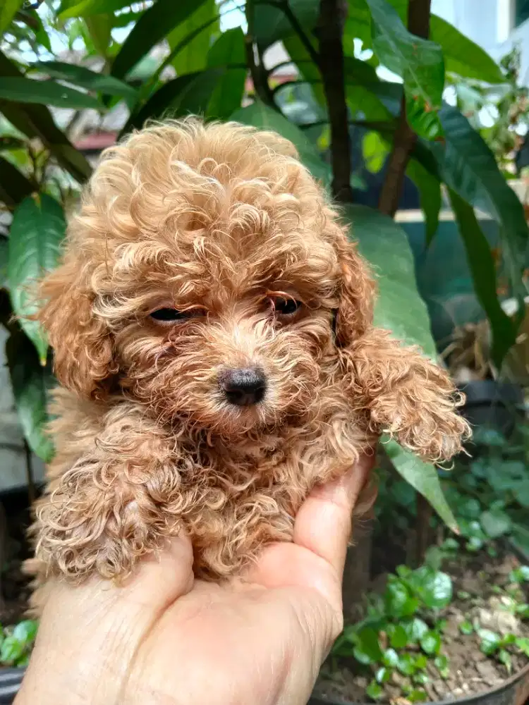 Red Toy Poodle Betina