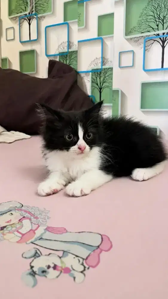Open Adopt Kitten