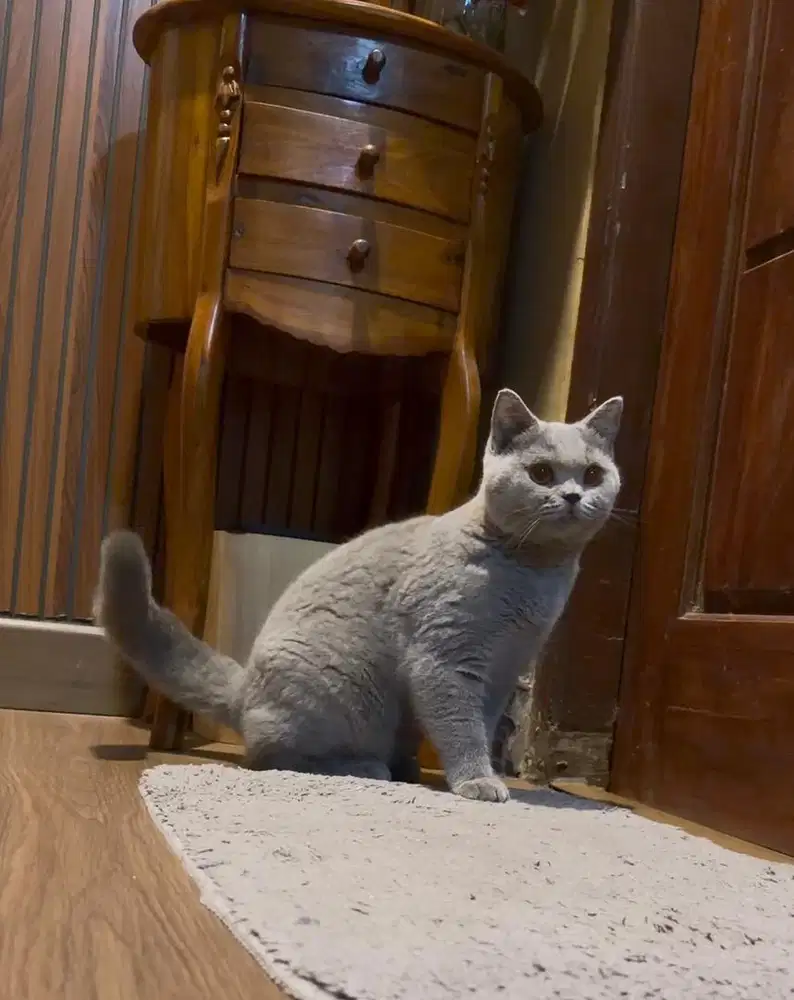 Bsh british short hair