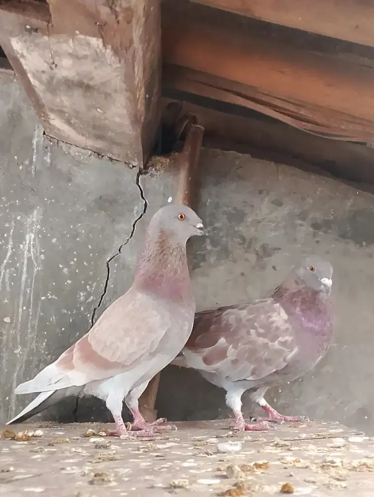 Merpati sepasang masih bulu piyik 2