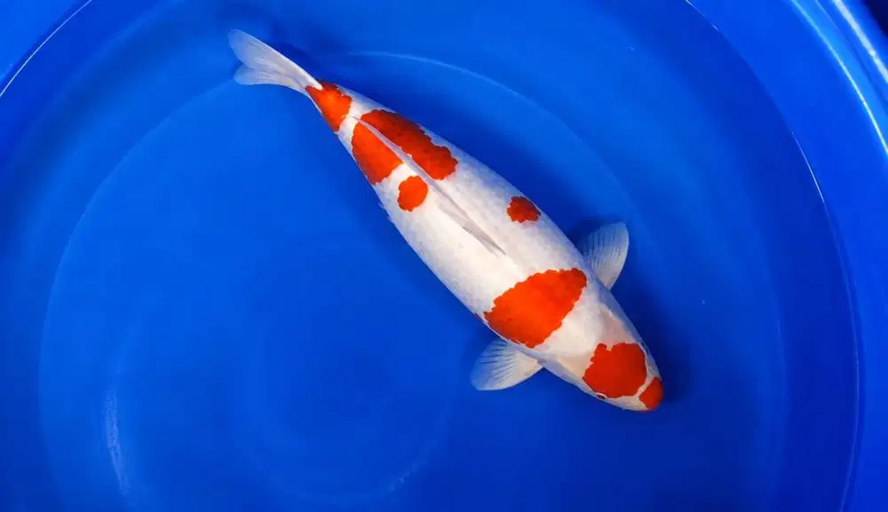 Ikan koi Kohaku Impor Sertifikat Japan 60cm